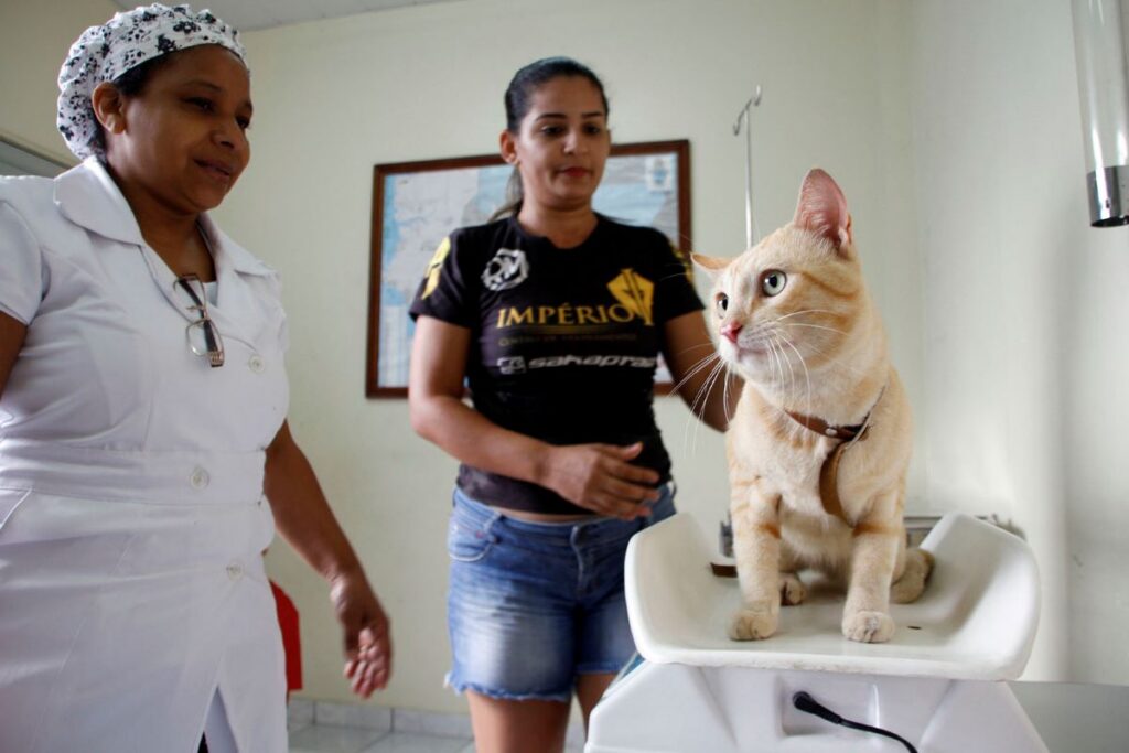 SEMSA-MANAUS_AGENDAMENTO-CASTRACAO-1
